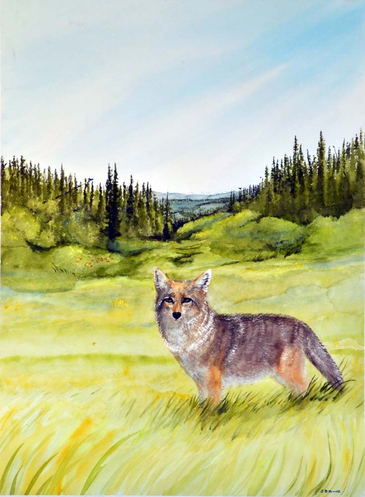 A coyote looks back at us from a summer hunt: painting