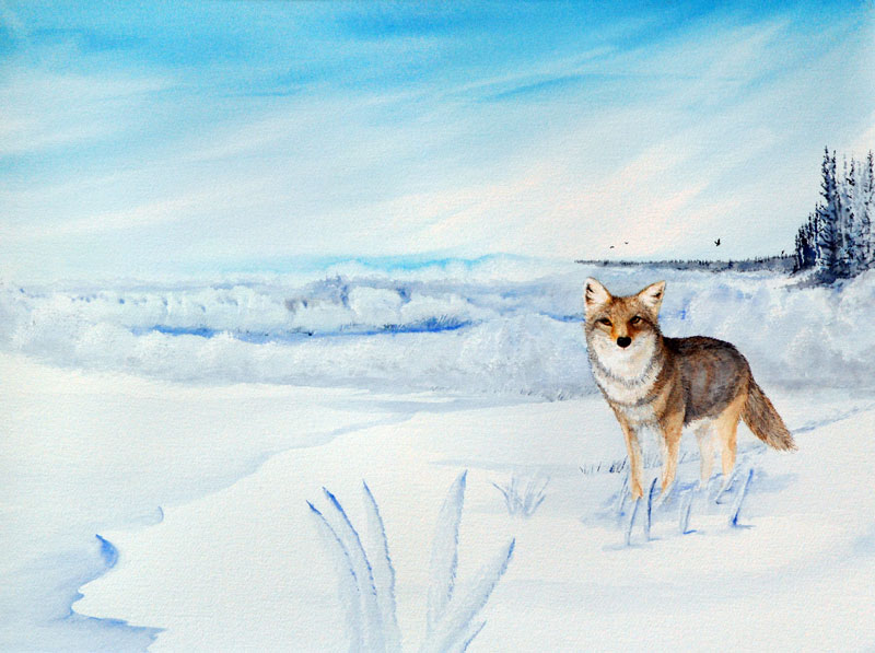 A fox steps out onto a snow bank, during a morning hunt on a bright winter's day.